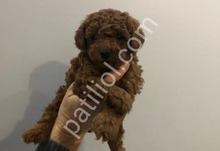 TOY POODLE SEVİMLİ YAVRULAR EV ÜRETİMİ