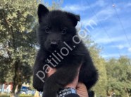 Solid Black Alman Kurdu Yavruları