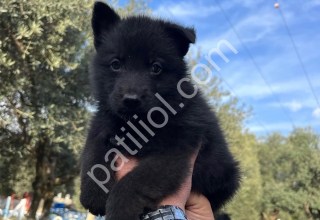 Solid Black Alman Kurdu Yavruları