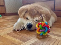 Resmi İşletmeden Japon Akita Yavruları