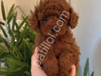 Sağlıklı Ve Sevimli Poodle Yavruları