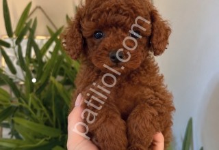 Sağlıklı ve Sevimli Poodle Yavruları