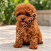IRK GARANTİLİ POODLE YAVRULARI