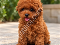 Irk Garantili Poodle Yavruları