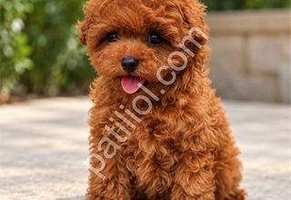 IRK GARANTİLİ POODLE YAVRULARI