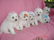 MALTESE TERRİER CİNSİ YAVRULAR