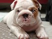 Orjinal english bulldog yavrular