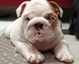 Orjinal english bulldog yavrular