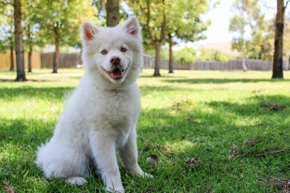 Köpeklerde Diş Sağlığının Önemi ve Bakımı