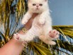 RESMİ İŞLETMEDEN İRAN KEDİLERİ