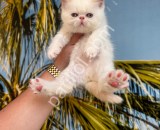 RESMİ İŞLETMEDEN İRAN KEDİLERİ