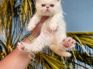 RESMİ İŞLETMEDEN İRAN KEDİLERİ