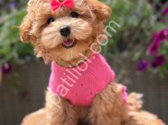 Tuvalet Eğitimli Maltipoo Yavrular