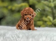 Show Kalite Toy Poodle Yavruları
