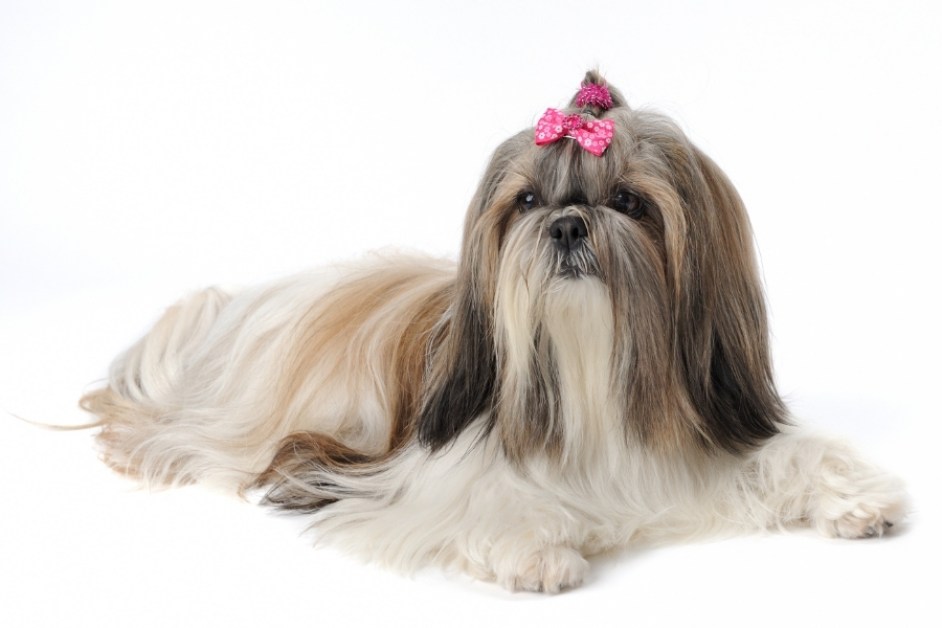 Shih Tzu Hakkında Her şey
