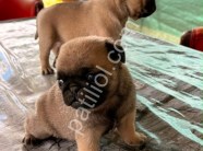 Son erkek dişi Pug mobs bebekler