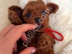 Mini Toy Poodle Yavruları