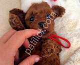 Mini Toy Poodle Yavruları