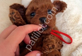 Mini Toy Poodle Yavruları