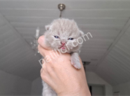 Özel renk lilac British Shorthair yavru kediler