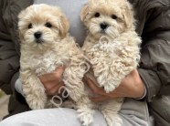 Show Kalite Maltipoo Yavrularım