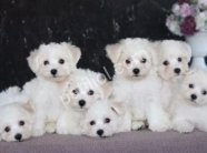 MALTESE TERRİER CİNSİ YAVRULAR