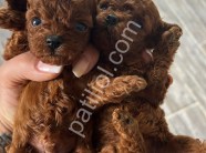 RESMİ İŞLETMEDEN KORE TOYPOODLE YAVRULARI