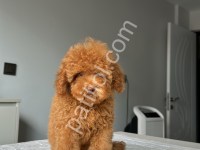 Ev Doğumlu Orjinal Toy Poodle