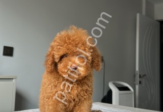 EV DOĞUMLU ORJİNAL TOY POODLE