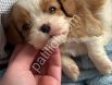 Kaliteli Irk Cavalier King Charles Satılık