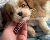 Kaliteli Irk Cavalier King Charles Satılık