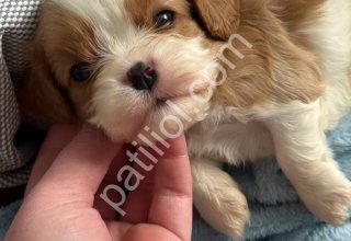Kaliteli Irk Cavalier King Charles Satılık