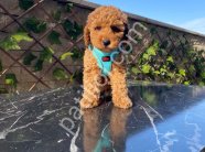 Çiftlik garantili toy poodle bebeklerim