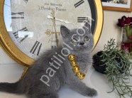 British Shorthair Safkan yavrular