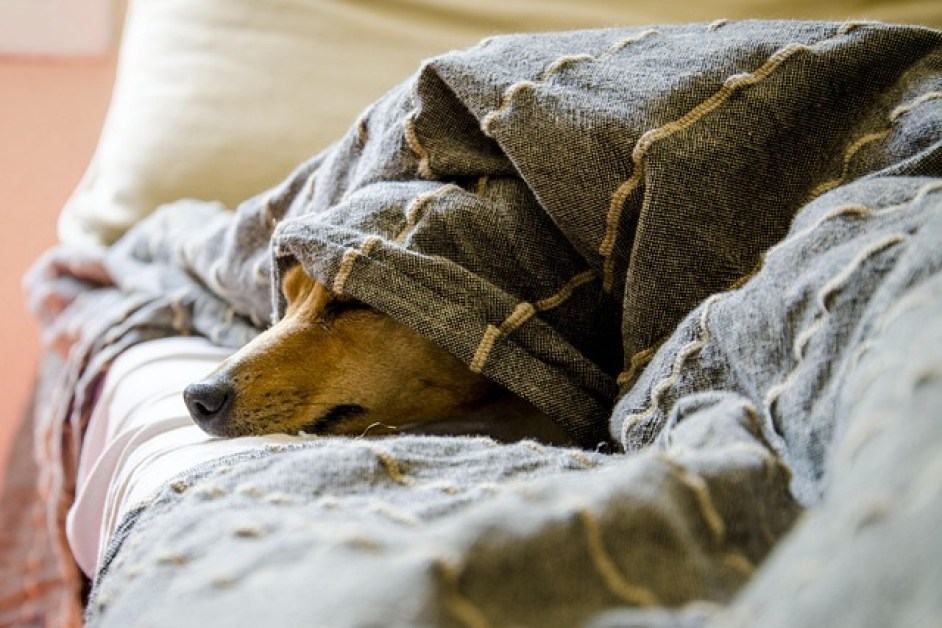 Köpeklerde Ağrı Nasıl Anlaşılır?