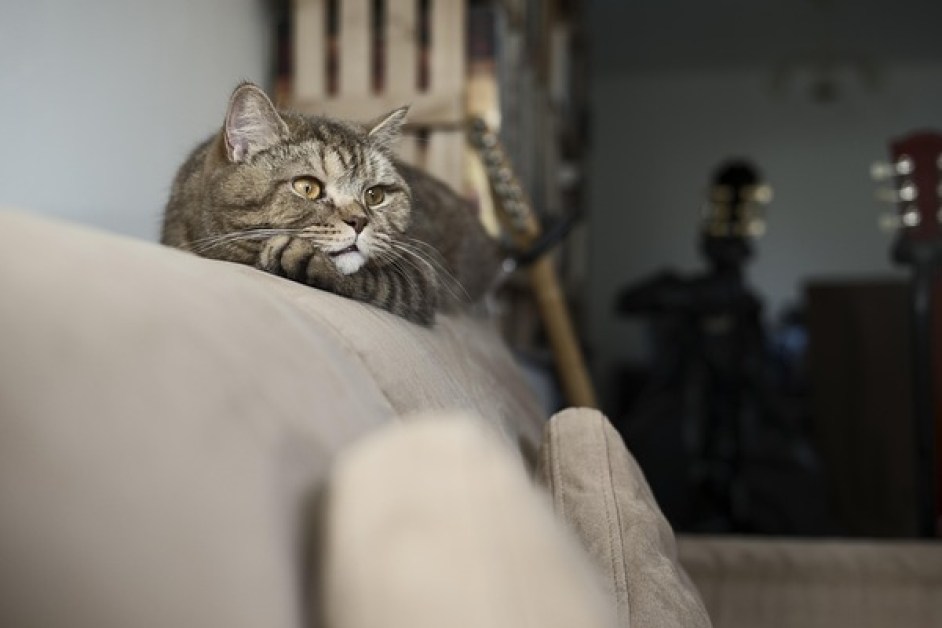 İlk Kez Kedi Sahiplenecekler İçin Rehber
