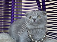 Scottish Fold Blue yavrular