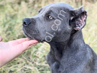 3 Aylık Safkan Dişi Cane Corso