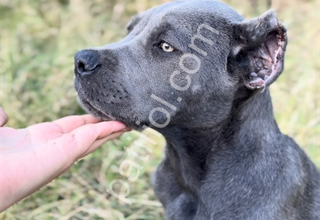 3 aylık safkan dişi cane corso