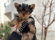YORKİ BEBELER
