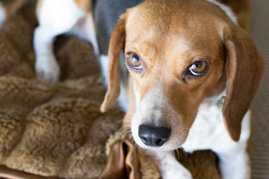 Beagle Hakkında Herşey