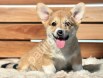 Pembroke welsh corgi yavrular