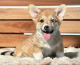 Pembroke welsh corgi yavrular
