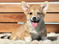 Pembroke Welsh Corgi Yavrular