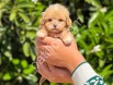 Teacup mini boy Maltipoo yavrularım