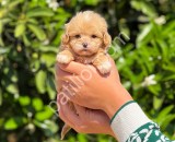Teacup mini boy Maltipoo yavrularım