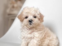 Kar Beyaz Maltese Terrier Cinsleri