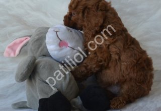 1.800 gram baba ve 3 kg anneden Uygun Toy Poodle Yavruları