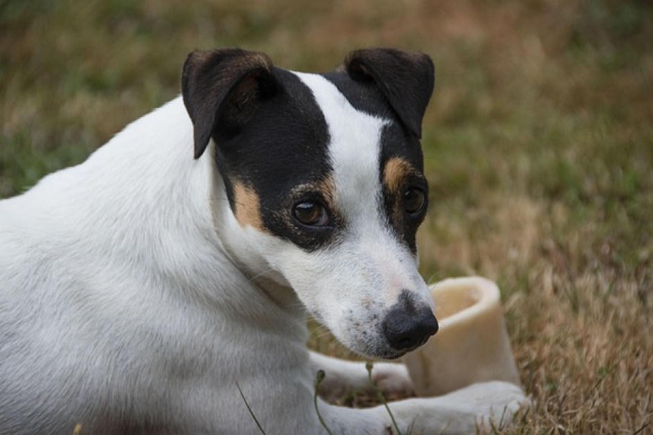 Jack Russel Hakkında Herşey