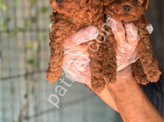 TOY POODLE YAVRULARIMIZ